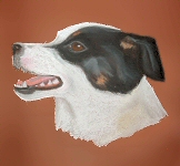 Cross - bred Border Collie