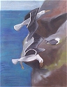 seagulls